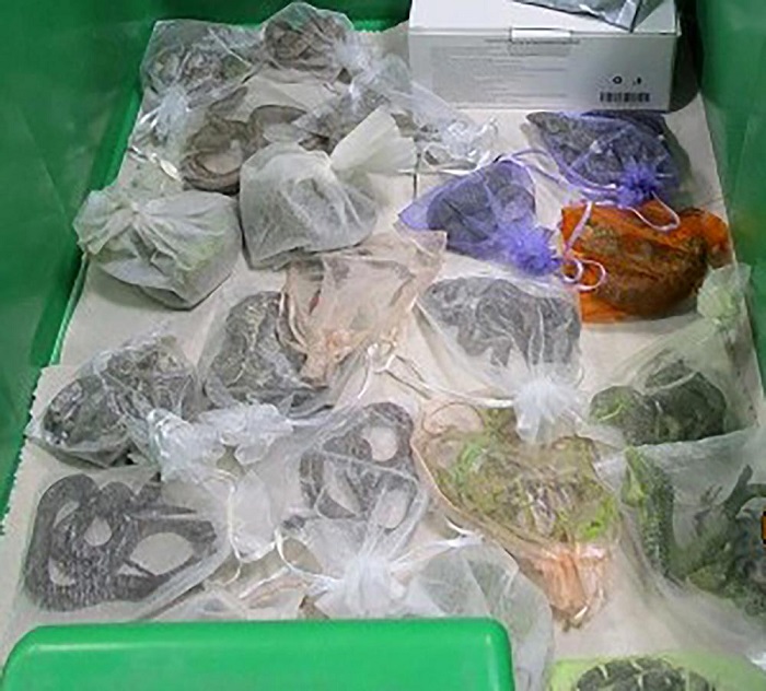 US: Forces arrests man who tries to smuggle 52 snakes and lizards hiding them under clothes