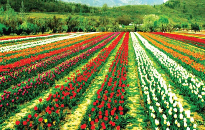 J&K: Tulip Garden, Asia's most extensive attracts tourism across the world