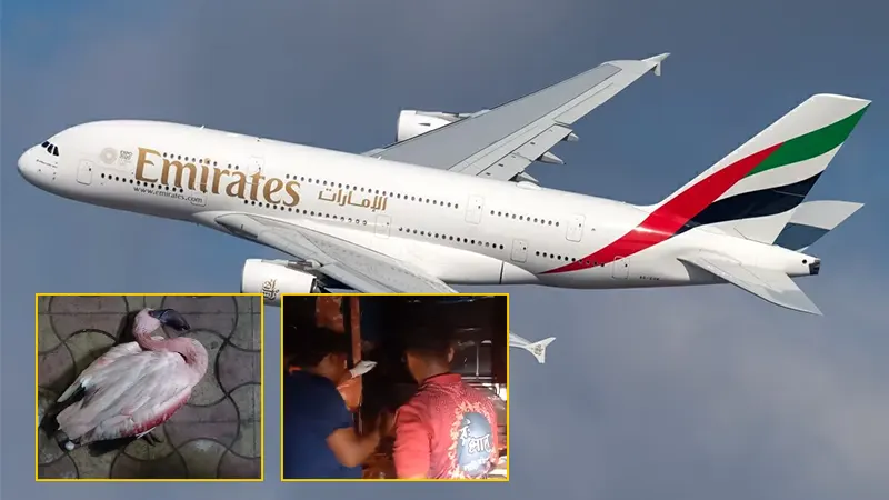 Emirates Aircraft Damaged in Flamingo Collision; Return Flight Cancelled