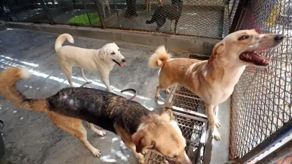 The decree categorizes any seized animal as stray if it is found without an owner. To reclaim a seized animal, the owner or keeper must submit a retrieval request within a strict three-day window